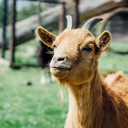 Boertel Lamperse Hei Wanroij