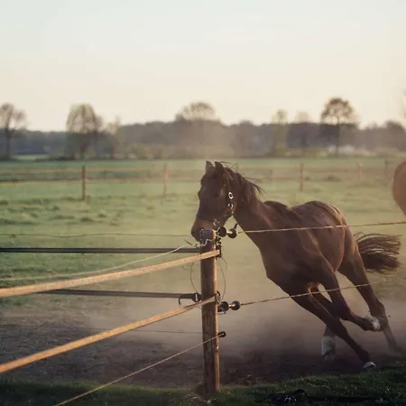 Boertel Lamperse Hei