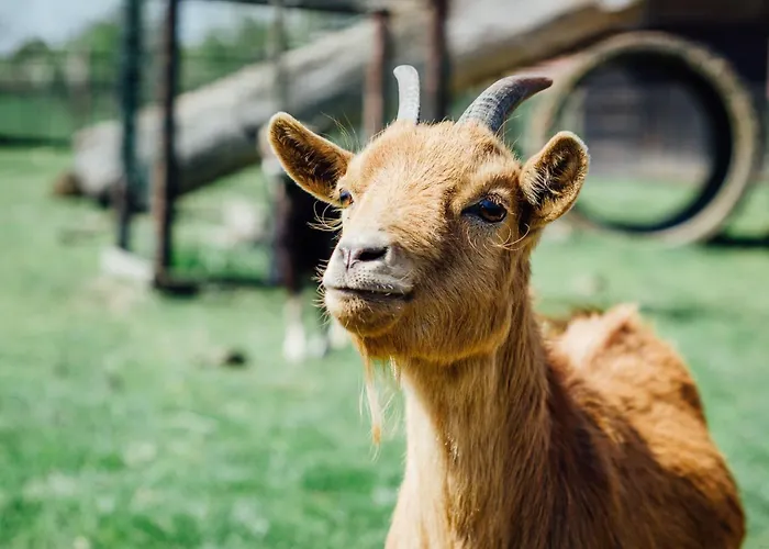Boertel Lamperse Hei Wanroij