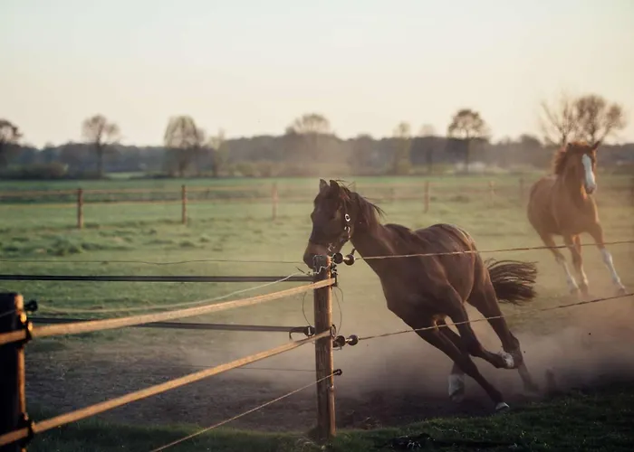 Boertel Lamperse Hei