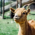 Boertel Lamperse Hei Wanroij